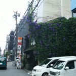 小西利七商店のアサガオ