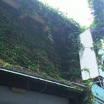 小西利七商店に絡まるチョウセンアサガオの蔓